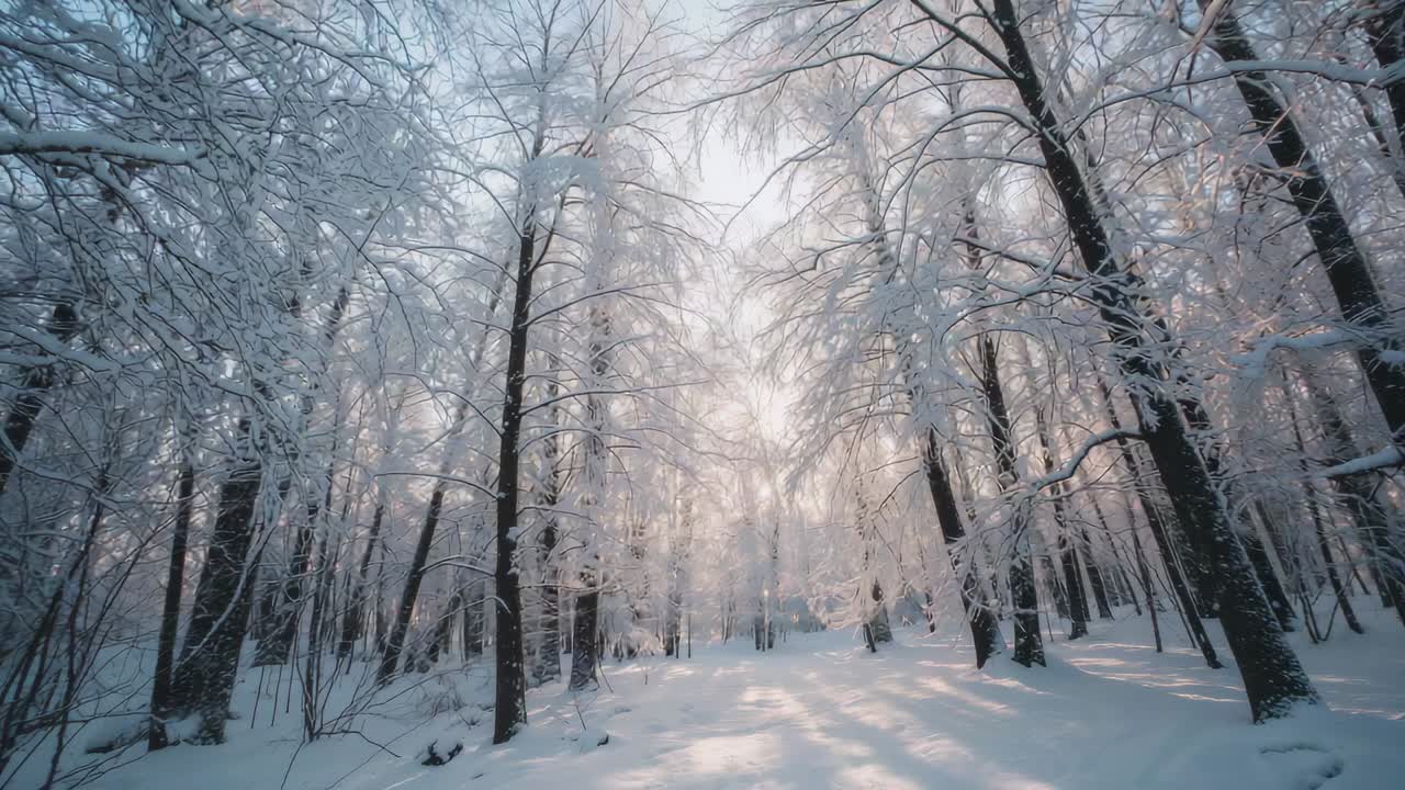 Tilting camera revealing tall deciduous trees in snowy forest, moving toward sunlit pastel sky