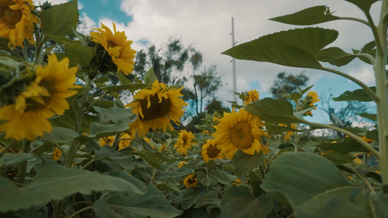 여름에 들판에 피는 해바라기 - 가까이