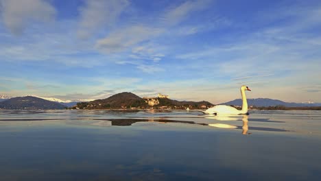 Amazing-graceful-white-swan-swims-on-lake-water-with-castle-in-background-and-mountains-with-snow-at-sunset