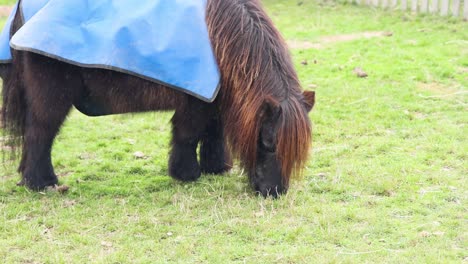 a pony grazing in a grassy field