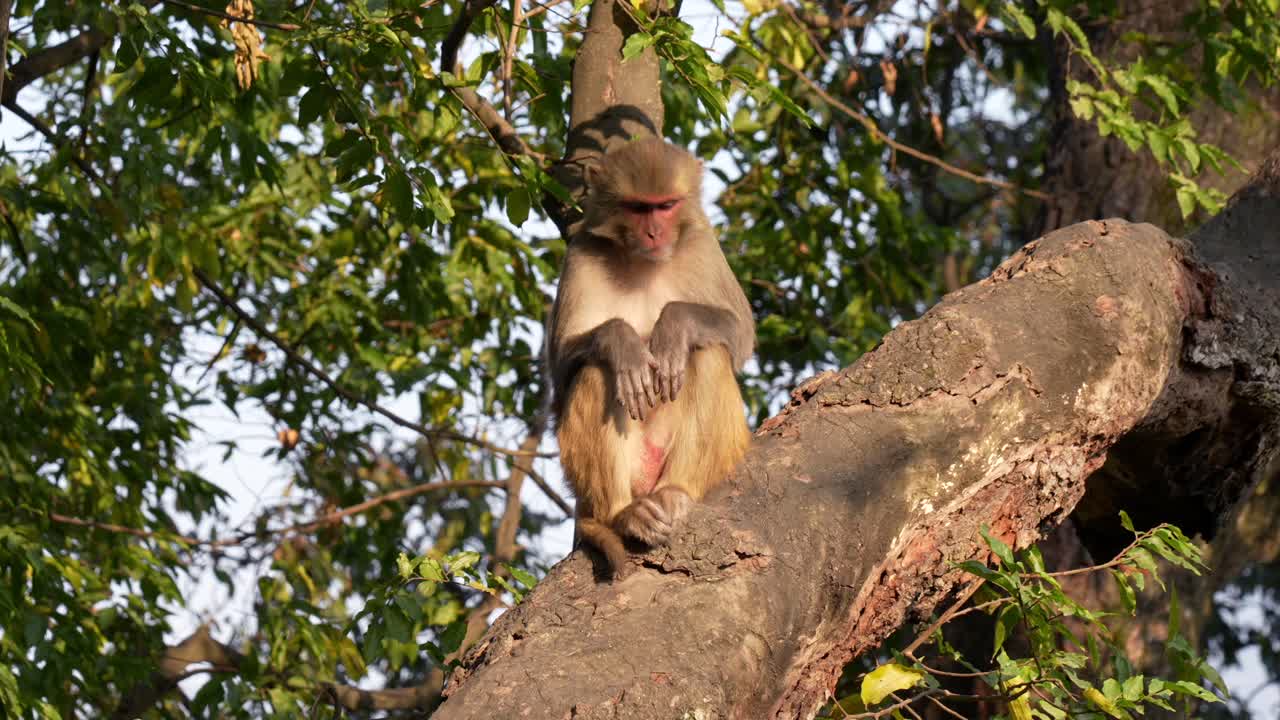 un mono macaque rhesus sentado en un árbol a la luz del sol de la mañana
