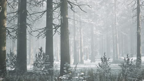 sunset or sunrise in the winter pine forest covered with a snow