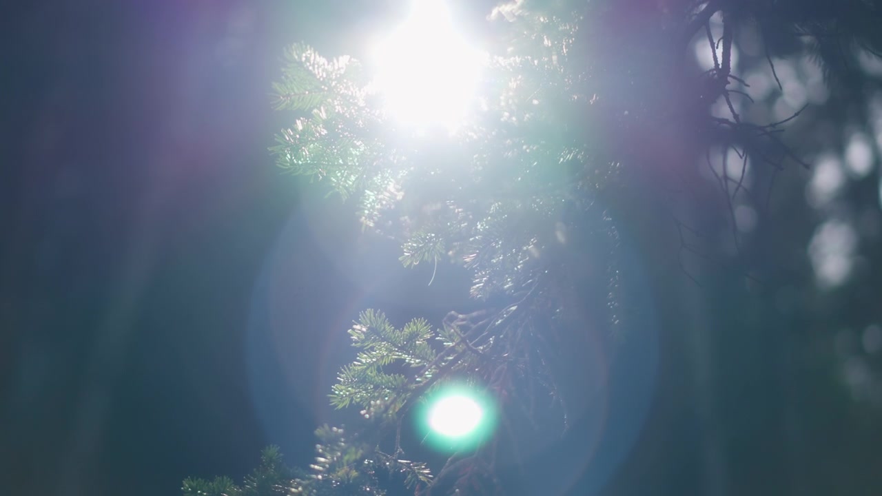 Luz do sol brilhando através dos galhos de pinheiro no verão