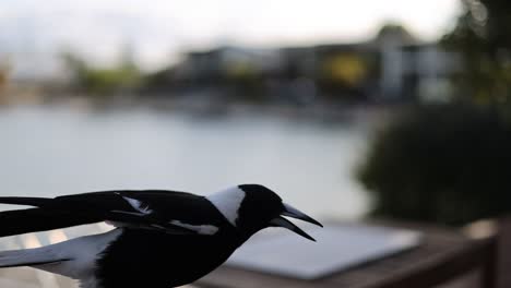 magpie moves and looks around a tranquil lakeside