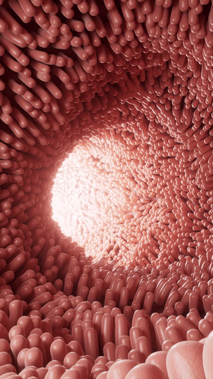Canale intestinale carnoso rivestito di villi morbidi, rendering 3D.
