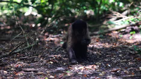 pequeño mono lindo en busca de comida sabrosa en el suelo en el bosque. enfoque selectivo. animales en el parque safari, sudáfrica