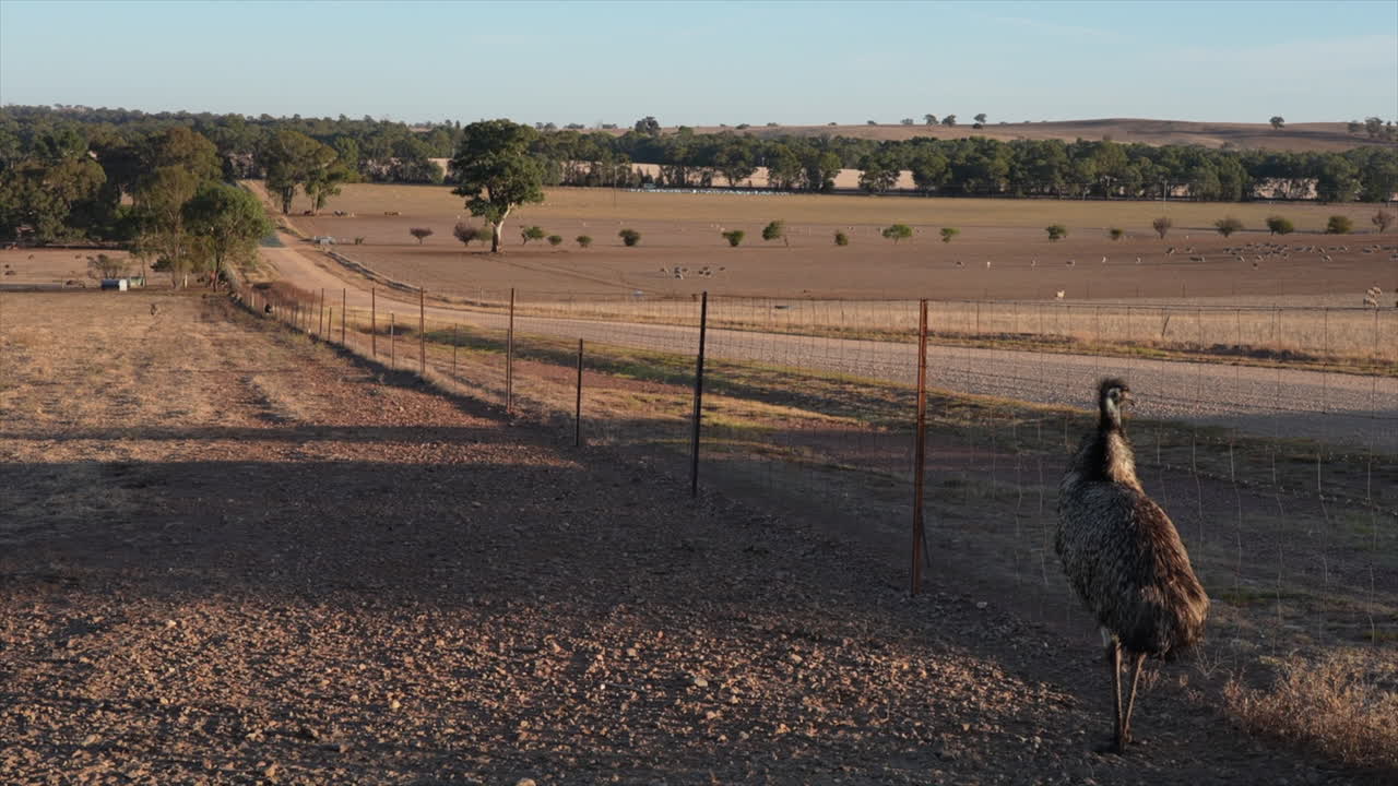 An emu standing next to the fence on an emu farm in Australia
