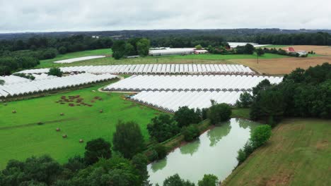 large view of organic strawberry plant in greenhouses, with pond