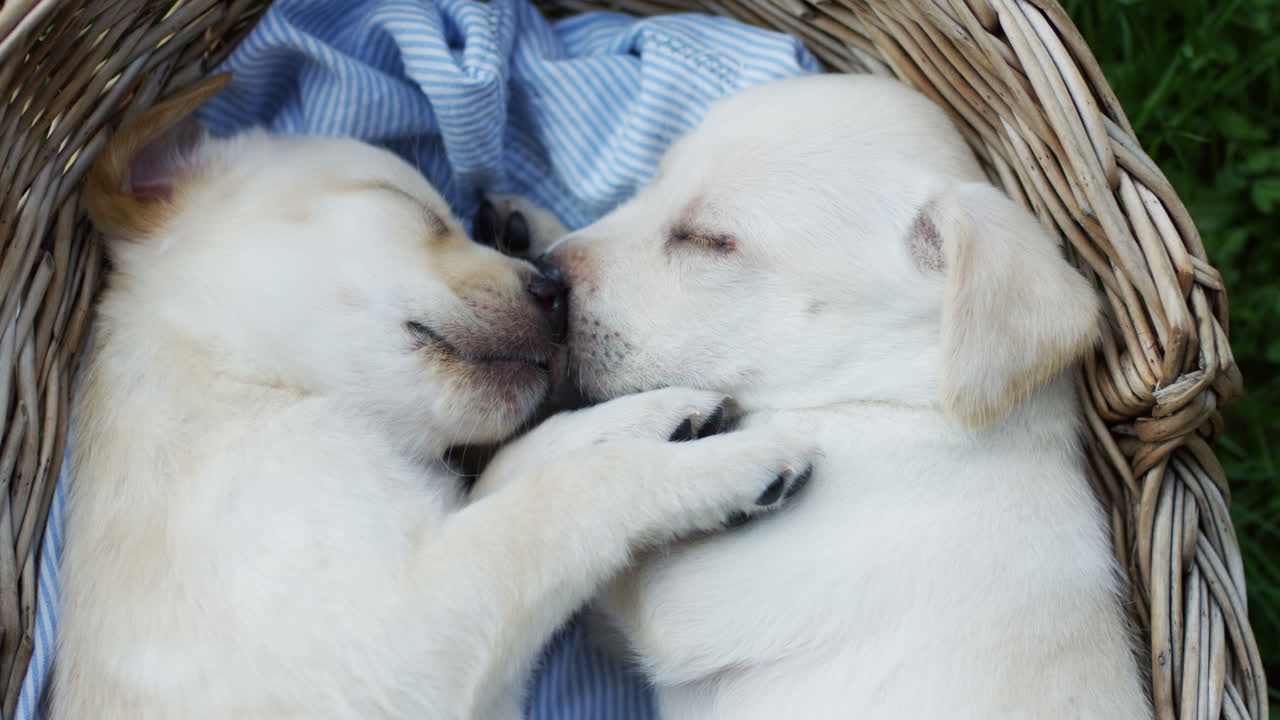 바구니에서 자고 있는 하얀 작은 래브라도 강아지의 클로즈업 보기와 아이의 손이 그들을 쓰다듬는 모습