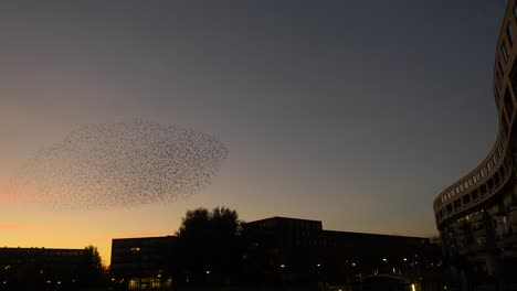 Massive-flock-of-birds-flying-in-unison-during-a-late-evening-sunset-in-an-urban-city-center