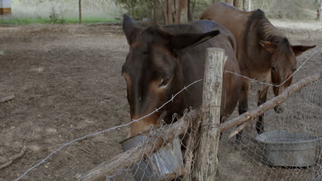 mule horses eating and feeding on feed on a farm ranch