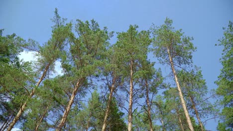 young shoots of pine trees on background of tall pine trees and blue sky