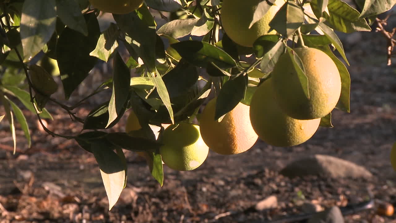 primer plano de las naranjas en un árbol en ojai california