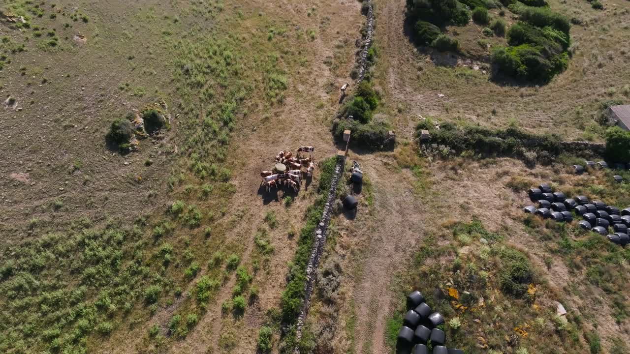 Rolling hills green landscape animal dairy farm cow field farm outdoor Menorca island Spain