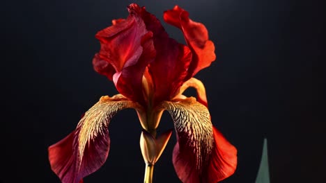 close-up of a vibrant red and orange iris