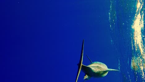 common dolphin being playful infront of a camera while swimming at the deep blue sea