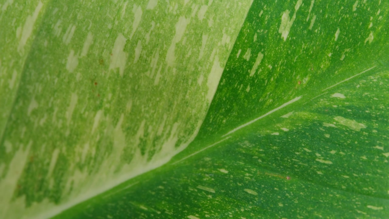 Planta Monstera Thai Constellation con una hoja variegada blanca. Primer plano