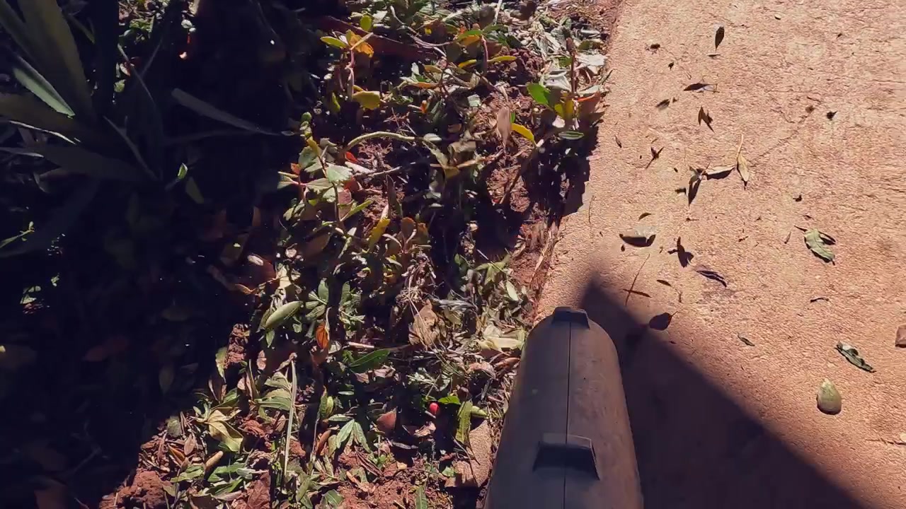POV of leaf blower blowing leaves and tree needles on sunny ground