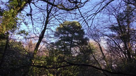 Dosel-Del-Bosque-En-Invierno-En-Irlanda-Con-El-Frío-Cielo-Azul