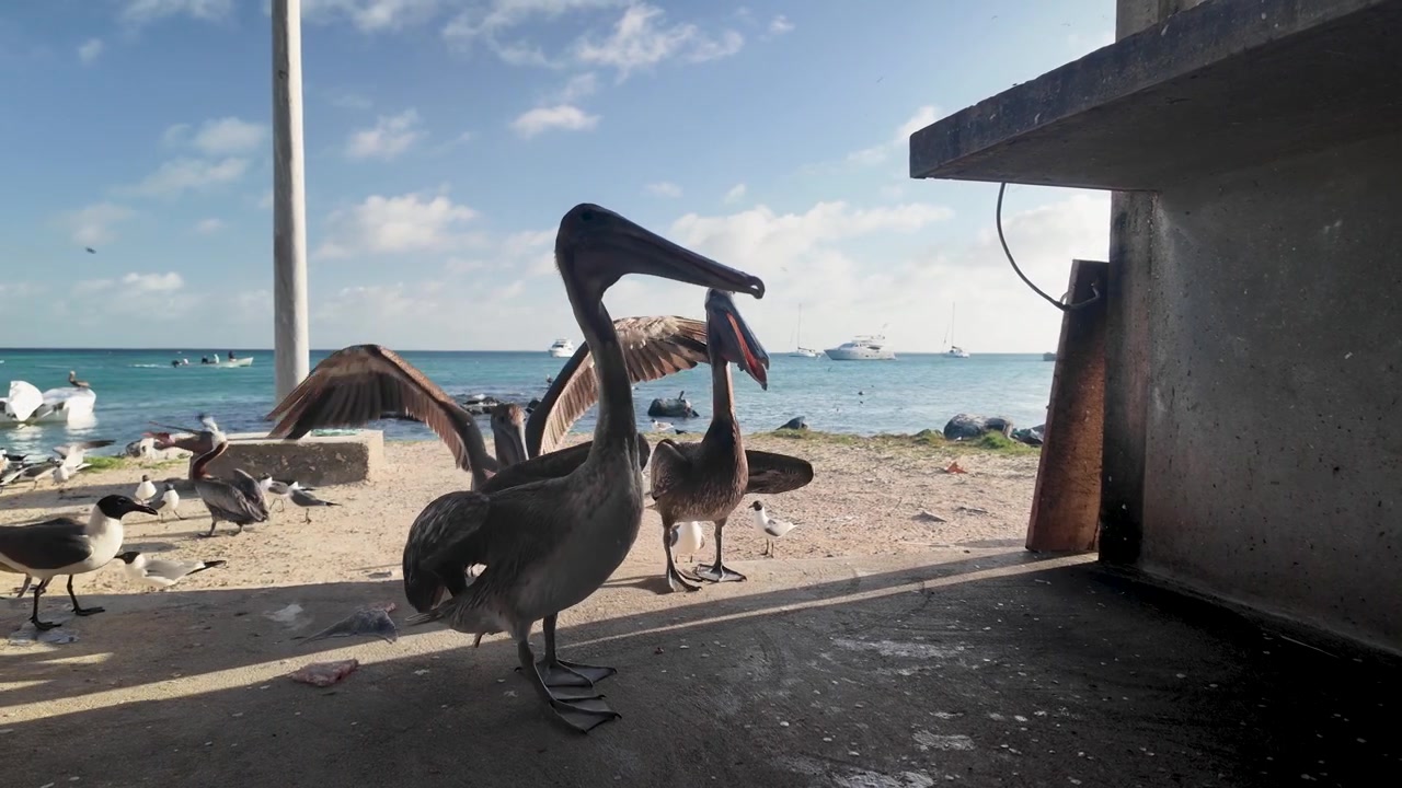 Fauna selvatica vicino alla riva con barche ancorate sullo sfondo durante un soleggiato pomeriggio tropicale