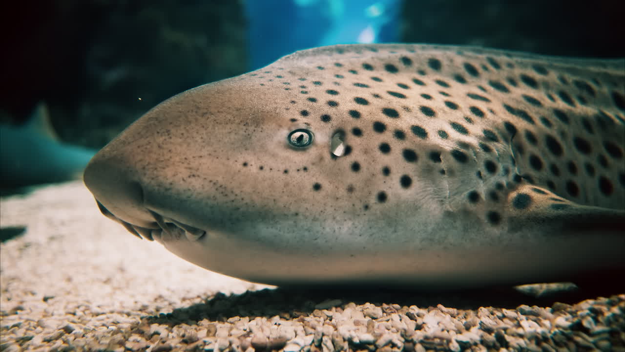 Close up of a zebra shark in the water
