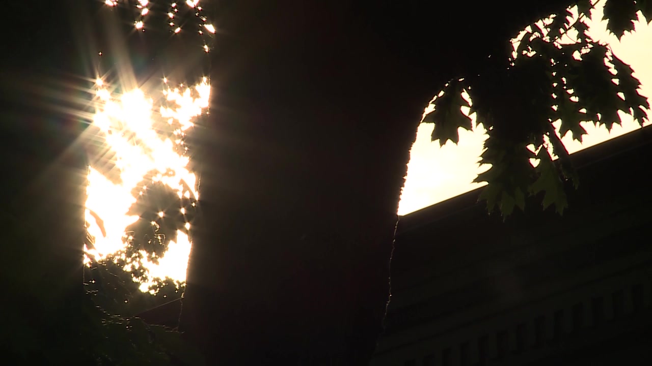 Sol refletindo através dos galhos de uma árvore