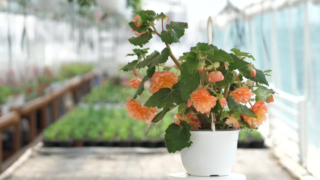 video de producto de 360 grados con flores en un fondo borroso