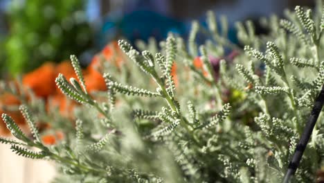 close-up of a light gray shrub