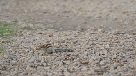 A-squirrel-is-standing-on-a-small-pebble