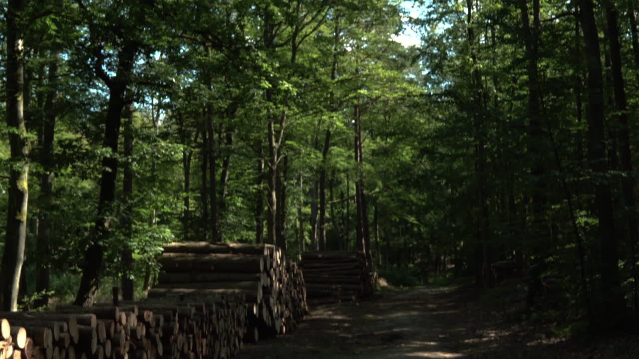 Tilt down from Forest Tree Tops to Logged Cut down Trees Lying on the Floor