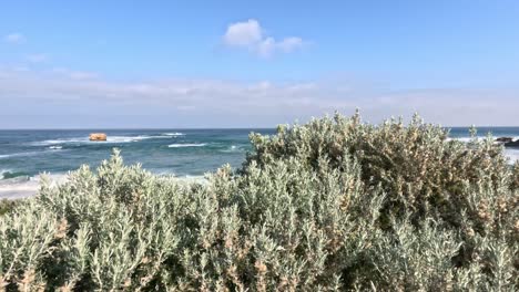 waves crashing on the coast with lush vegetation