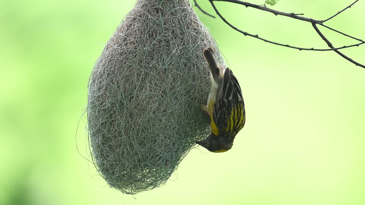 Dawn light closeup of bird weaving suspended nest with grass