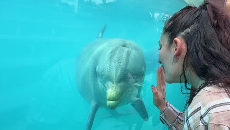 woman interacts with dolphin through glass at aquarium