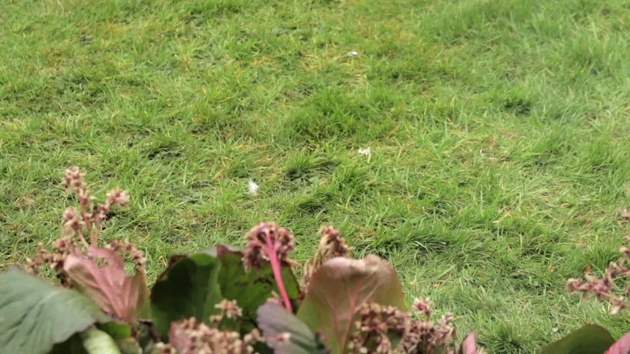 Scoiattolo grigio che cerca cibo in un giardino con erba e piccioni al rallentatore, di giorno, Borehamwood, Hertfordshire, nord di Londra, Regno Unito
