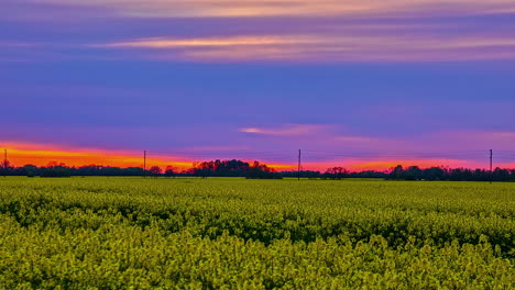 Video-Estático-De-Un-Campo-De-Plantas-Oleaginosas-Bajo-Una-Tranquila-Puesta-De-Sol-Rojiza-Y-Violeta-Sin-Gente