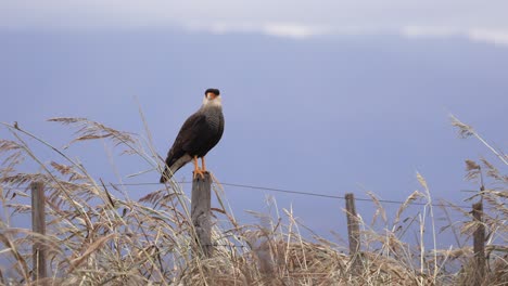 crested caracara perching on a post in the countryside