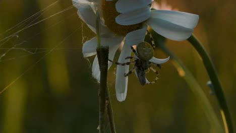 spider on a daisy at sunset