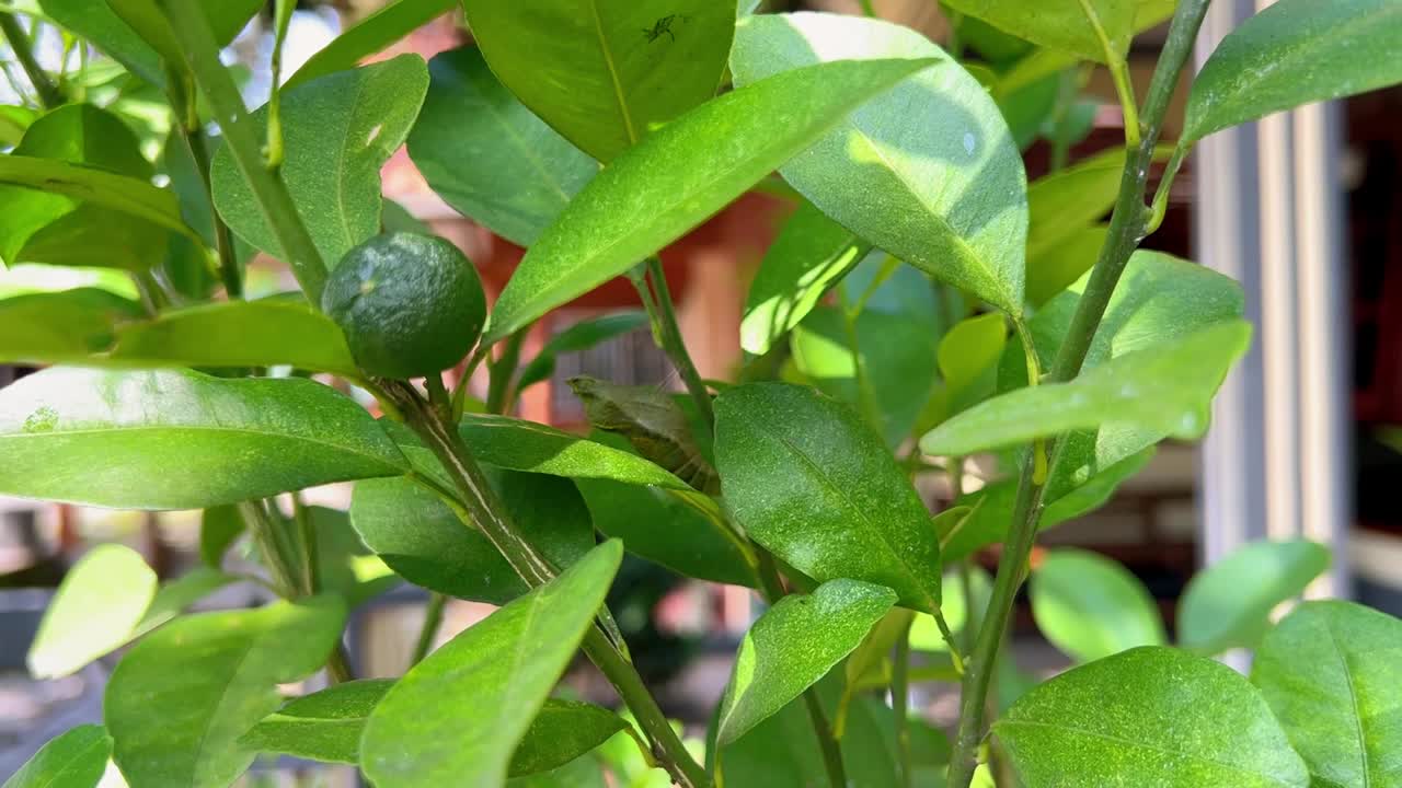 cocones de oruga verde en las plantas de naranja