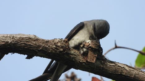 creado treewift - nido - huevo