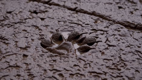 animal footprint in mud