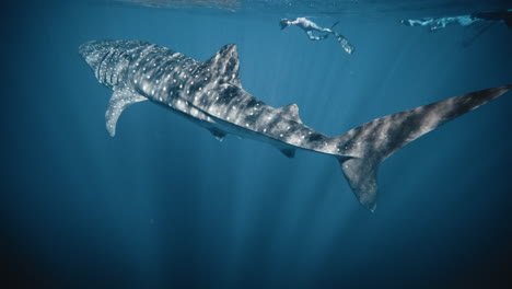 whale shark arches back as it swims up to surface with light beams shining in water