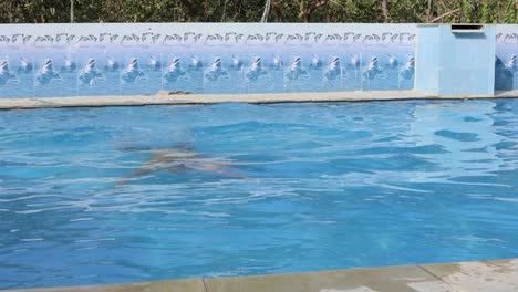 isolated young man underwater swimming in pool with clear water at morning