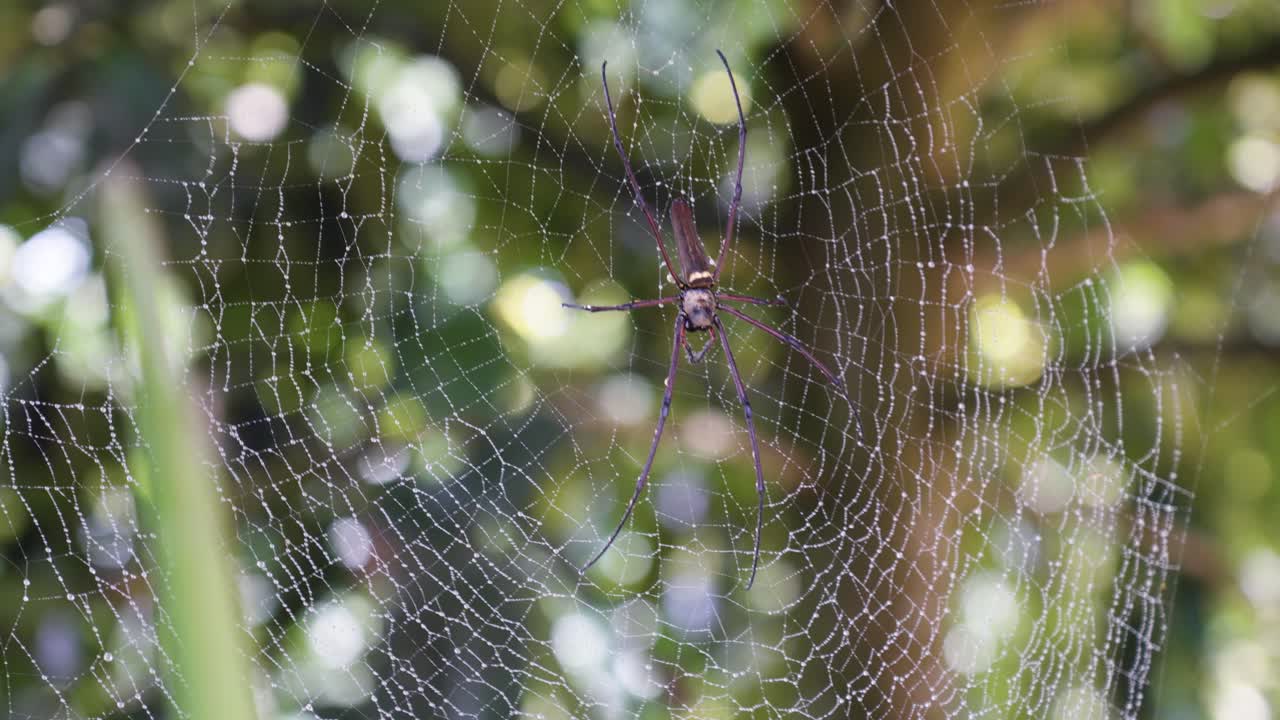 Venomous Spider in Its Web on a Windy Day in a Tropical Thai Forest.