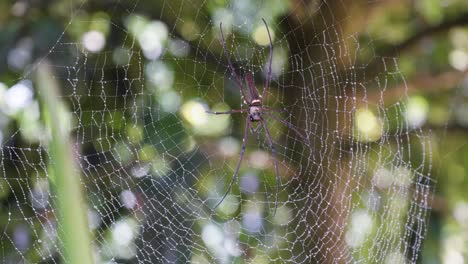 venomous spider in its web on a windy day in a tropical thai forest.