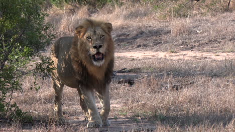 close view of male lion walking on dry ground in bushland in sunlight