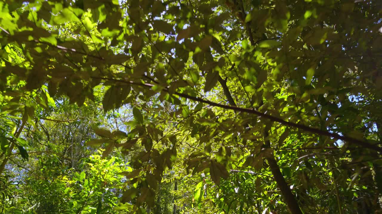 corriente de agua del parque nacional springbrook a cascadas, costa dorada, queensland, australia