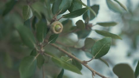 Texas-Live-Oak,-üppige-Blätter,-Die-Eicheln-Hervorbringen