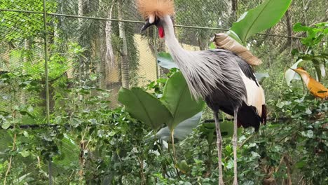 grey crowned crane in a zoo enclosure