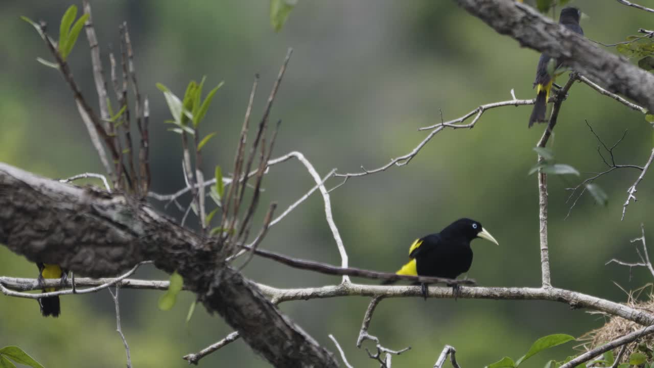 Male yellow- rumped cacique showing it's mating display