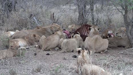 Ein-Rudel-Löwen,-Die-Sich-In-Der-Afrikanischen-Savanne-Von-Einem-Kadaver-Ernähren
